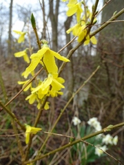 Forsythia viridissima