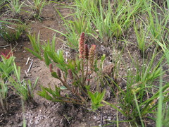 Acalypha depressinerva