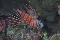Pterois antennata