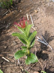 Acalypha depressinerva