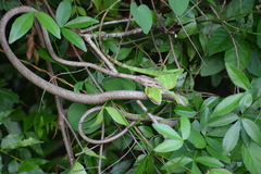 Ahaetulla pulverulenta