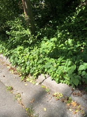 Toxicodendron radicans