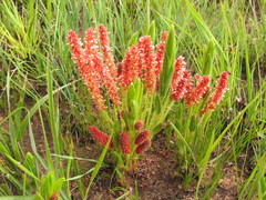 Acalypha depressinerva