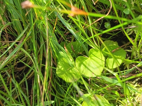 Viola palustris, photograph 6