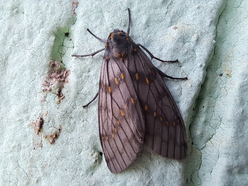 Machadoia xanthosticta