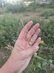 (c) Rachel, some rights reserved (CC BY) Bothriochloa bladhii, photograph (c) Rachel, some rights reserved (CC BY)