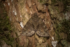 Polyclysta hypogrammata