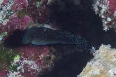 Calloplesiops altivelis