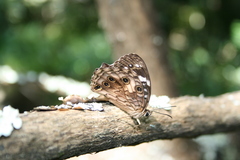 Paralethe dendrophilus