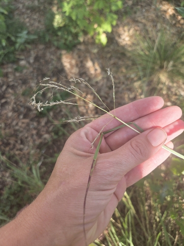Bothriochloa bladhii, photograph 5