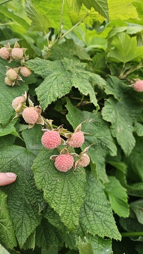 thimbleberry