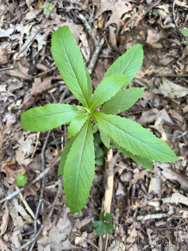 American burnweed