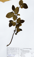Artabotrys brachypetalus