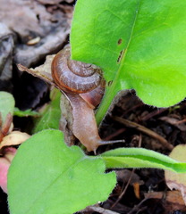 Euomphalia strigella