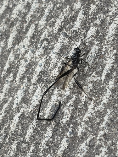 American Pelecinid Wasp