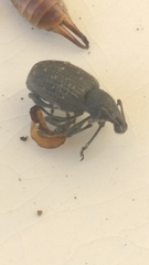 Otiorhynchus sulcatus