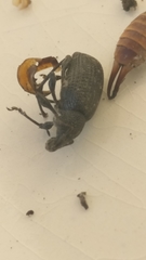 Otiorhynchus sulcatus