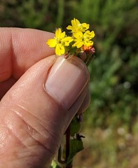Camissoniopsis hirtella