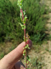 Camissoniopsis hirtella