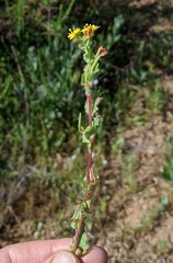 Camissoniopsis hirtella