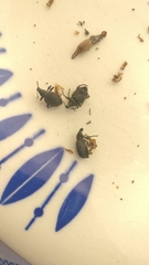 Otiorhynchus sulcatus