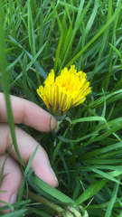 Taraxacum