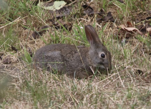 Brush Rabbit observed by chilipossum