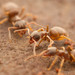 Lasius americanus - Photo 由 Steven Wang 所上傳的 (c) Steven Wang，保留部份權利CC BY-NC