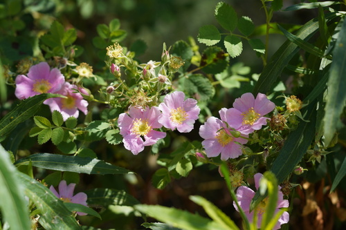 iNaturalist observation photo of California Wild Rose