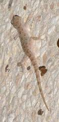 Cyrtopodion scabrum
