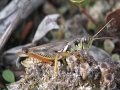 Melanoplus bruneri