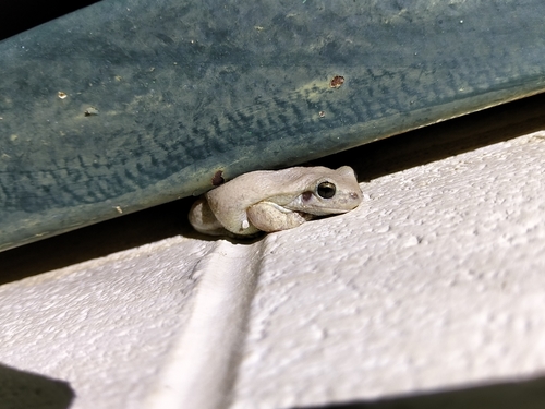 Desert Tree Frog