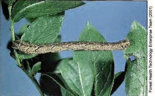 White Eulithis Moth photo 4