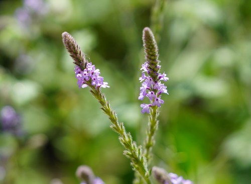 iNaturalist observation photo of western vervain