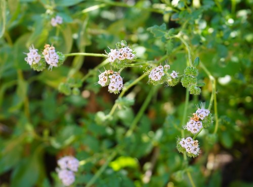 iNaturalist observation photo of branching phacelia