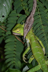 Ahaetulla pulverulenta