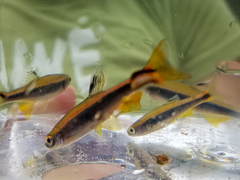 Pteronotropis hypselopterus