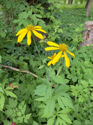 cutleaf coneflower