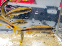 Pteronotropis hypselopterus