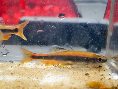 Pteronotropis hypselopterus