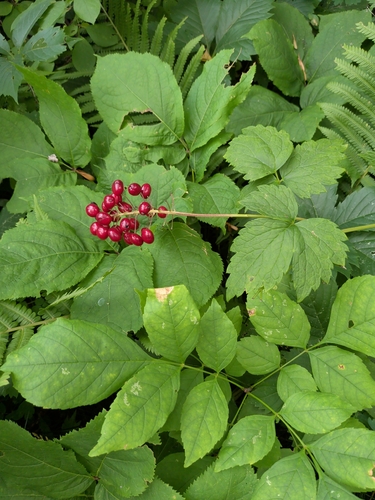 red baneberry