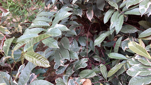 Excoecaria cochinchinensis observed 2026-08-10