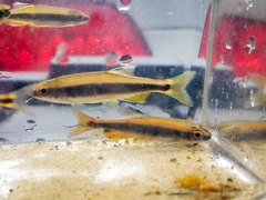 Pteronotropis hypselopterus