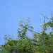 Acacia nilotica