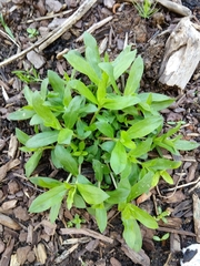 Saponaria officinalis