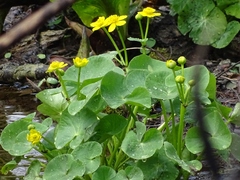 Caltha palustris