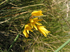 Cyrtanthus breviflorus