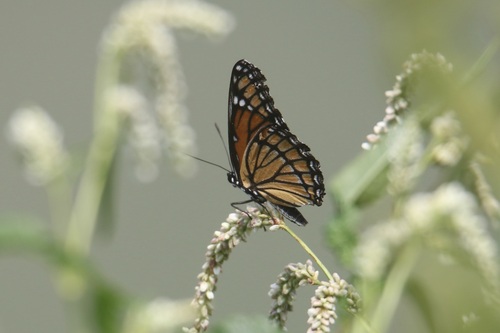 Viceroy