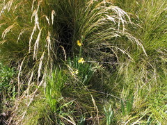 Cyrtanthus breviflorus