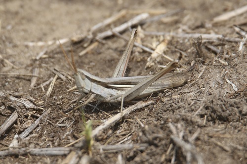 Two-striped Mermiria